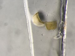 Silusida marginella