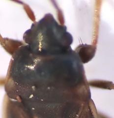 Cryphula trimaculata