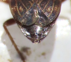 Cryphula trimaculata