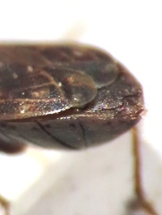 Cryphula trimaculata