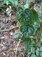 Philodendron brandtianum