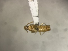 Gyrophaena modesta