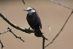 Fluvicola albiventer
