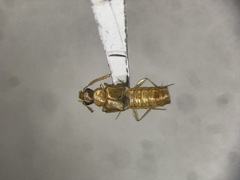 Gyrophaena modesta