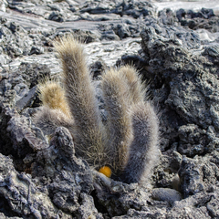 Brachycereus nesioticus