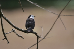 Fluvicola albiventer