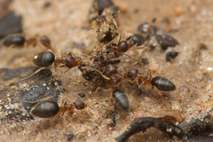 Technomyrmex antonii