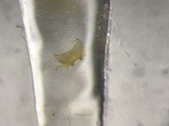 Gyrophaena modesta