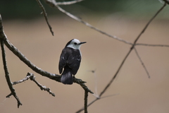 Fluvicola albiventer