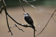Fluvicola albiventer