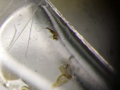 Gyrophaena modesta