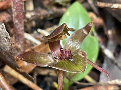 Chiloglottis triceratops