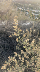 Brickellia californica