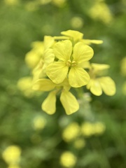 Brassiceae