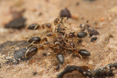 Technomyrmex antonii