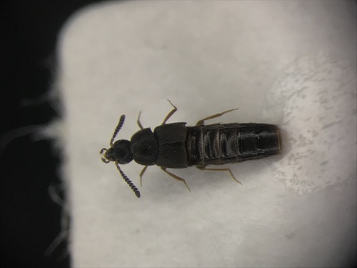 Hylota ochracea