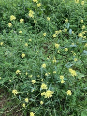 Brassiceae