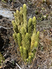 Phlegmariurus saururus