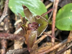 Chiloglottis triceratops
