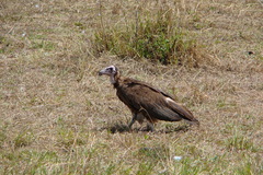 Necrosyrtes monachus