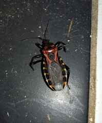 Brontostoma colossus