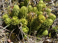 Phlegmariurus saururus