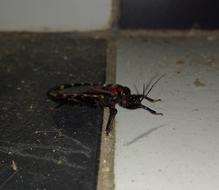 Brontostoma colossus