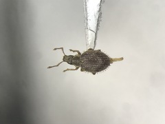 Brachysomus echinatus