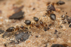 Technomyrmex antonii