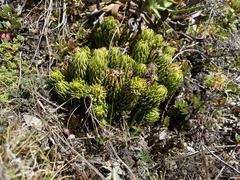 Phlegmariurus saururus