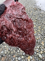 Chondracanthus exasperatus