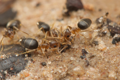 Technomyrmex antonii