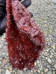 Chondracanthus exasperatus