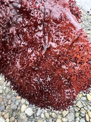 Chondracanthus exasperatus