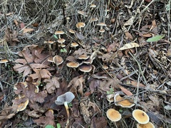 Tubariaceae