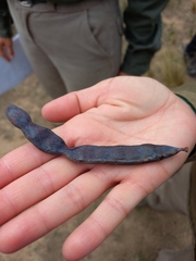 Vachellia astringens