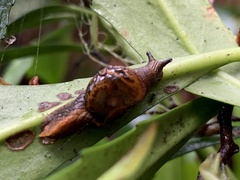 Helicarion cuvieri