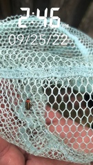 Disonycha glabrata