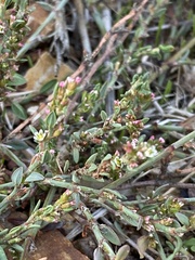 Polygonum aviculare