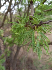 Vachellia astringens