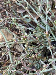 Polygonum aviculare