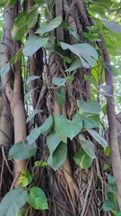 Angiospermae