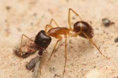 Camponotus nigriceps