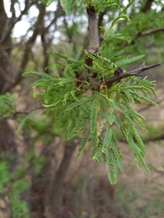 Vachellia astringens