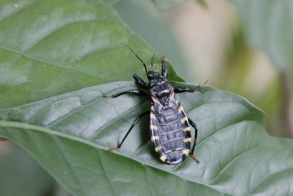 Brontostoma abbas