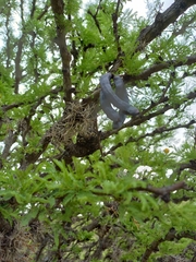 Vachellia astringens