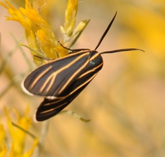 Ctenucha venosa