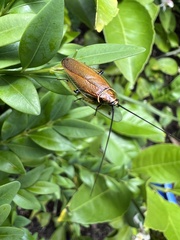 Pseudophyllodromiinae