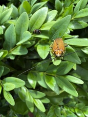 Pseudophyllodromiinae