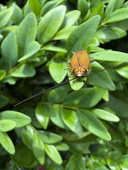Pseudophyllodromiinae